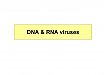 DNA and RNA viruses