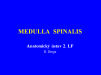 Medula spinales