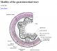 Motility of the gastrointestinal tract