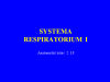 Systema Respiratorium I