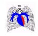 Akutní hypoxická plicní vazokonstrikce