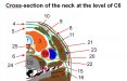 Cross-section of the neck at the level of C6