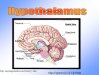 Hypothalamus, hypofýza